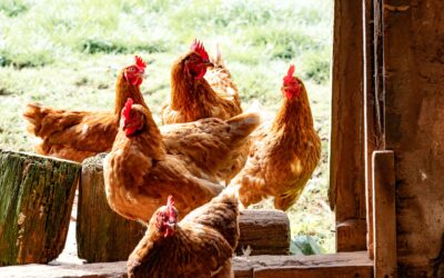 Ukončení mimořádných veterinárních opatření